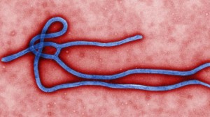 AP_ebola_virus_mar_140812_16x9_992