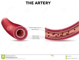 Arteria