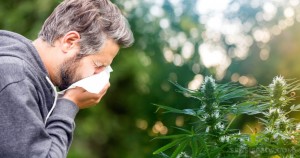 Is-it-possible-to-be-allergic-to-cannabis-1024x540